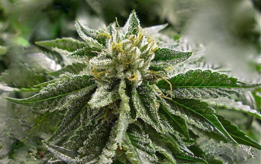 Discovering the Power of Abusive OG Seeds: A Complete Grower’s Guide